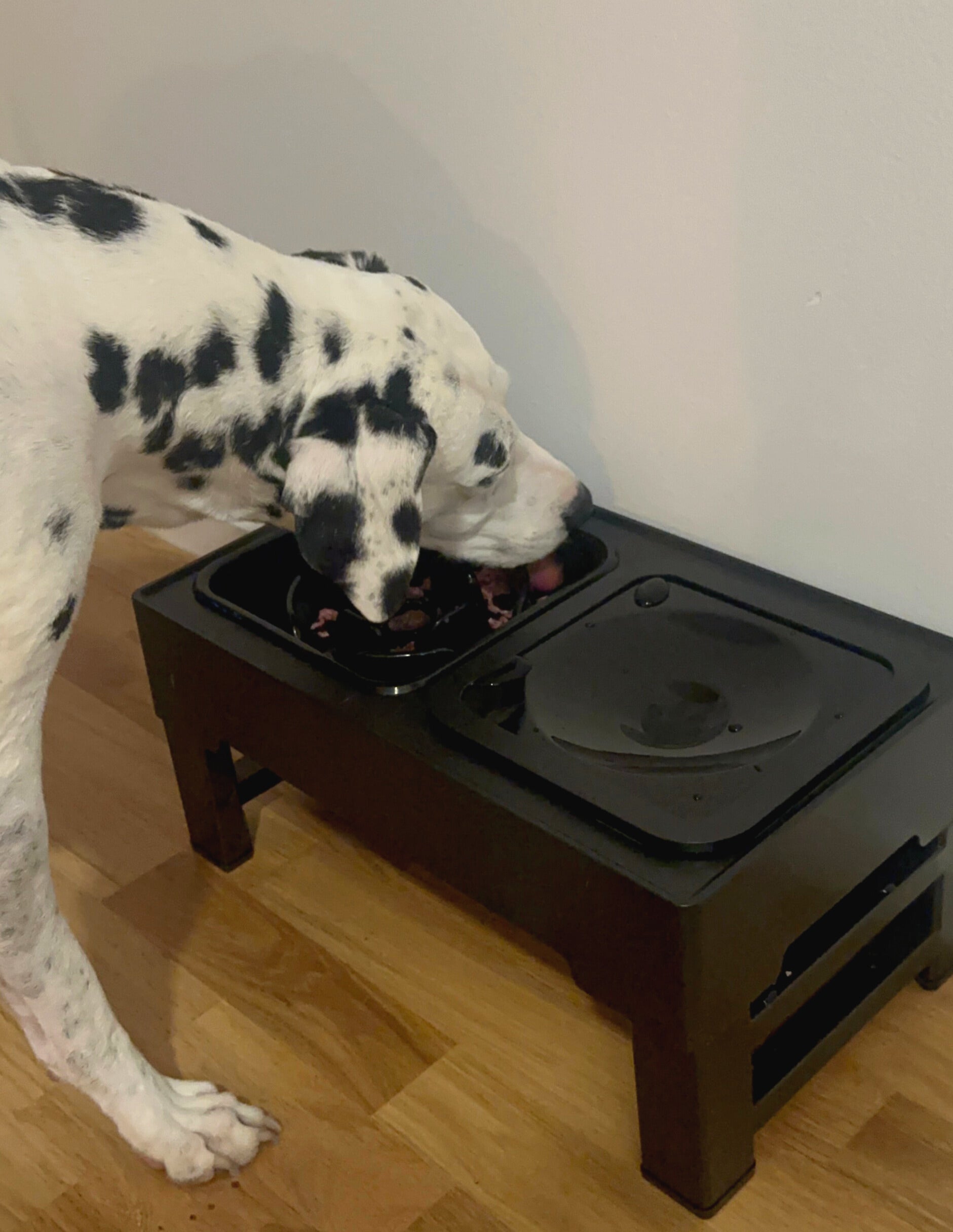 MoveDog slow feeder madstation med antispild vandskål