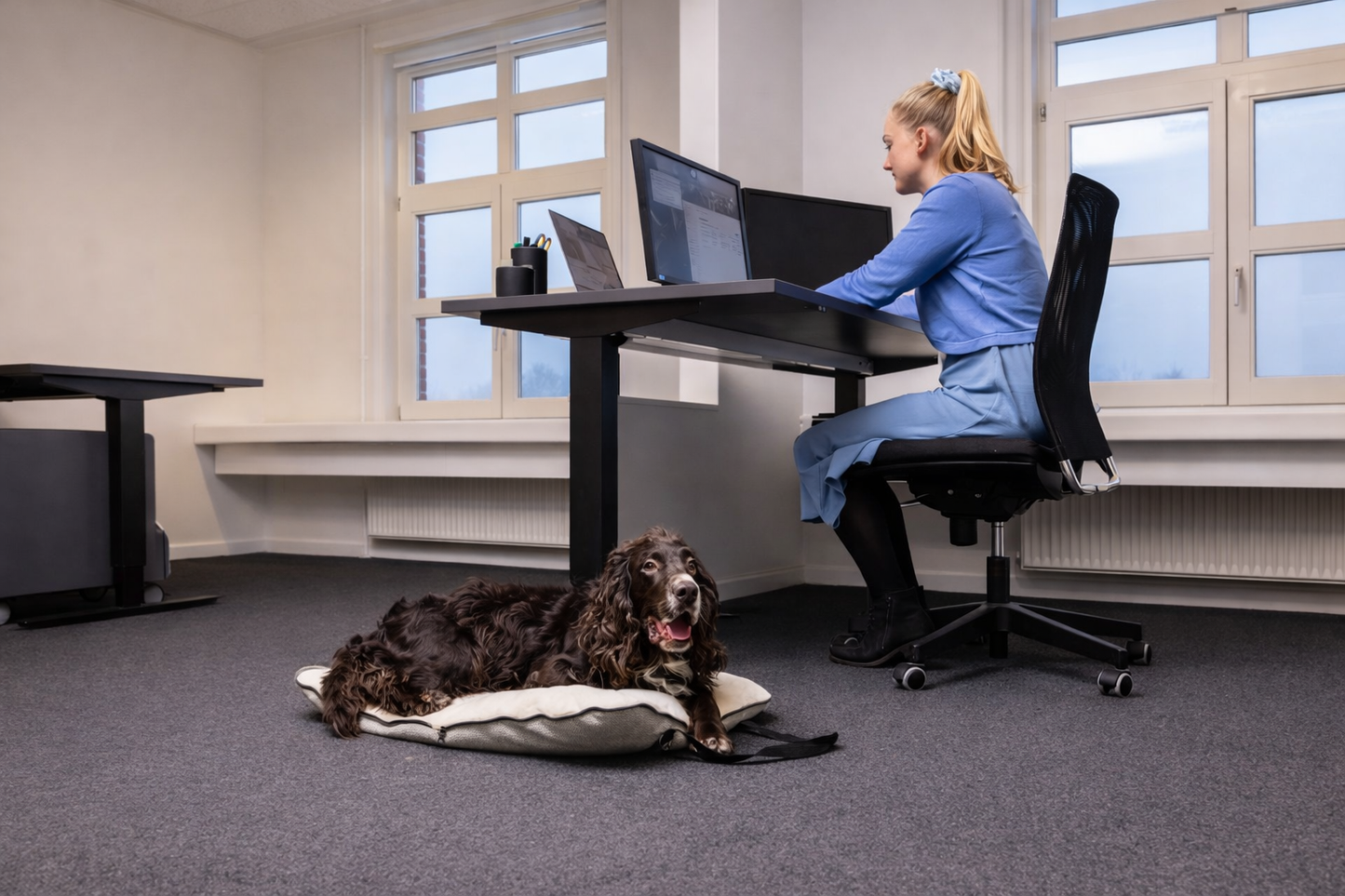 MoveDog 2-i-1 rejsetaske og hundepude